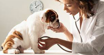 Podpora srdce a prevence kardiovaskulárních onemocnění psů