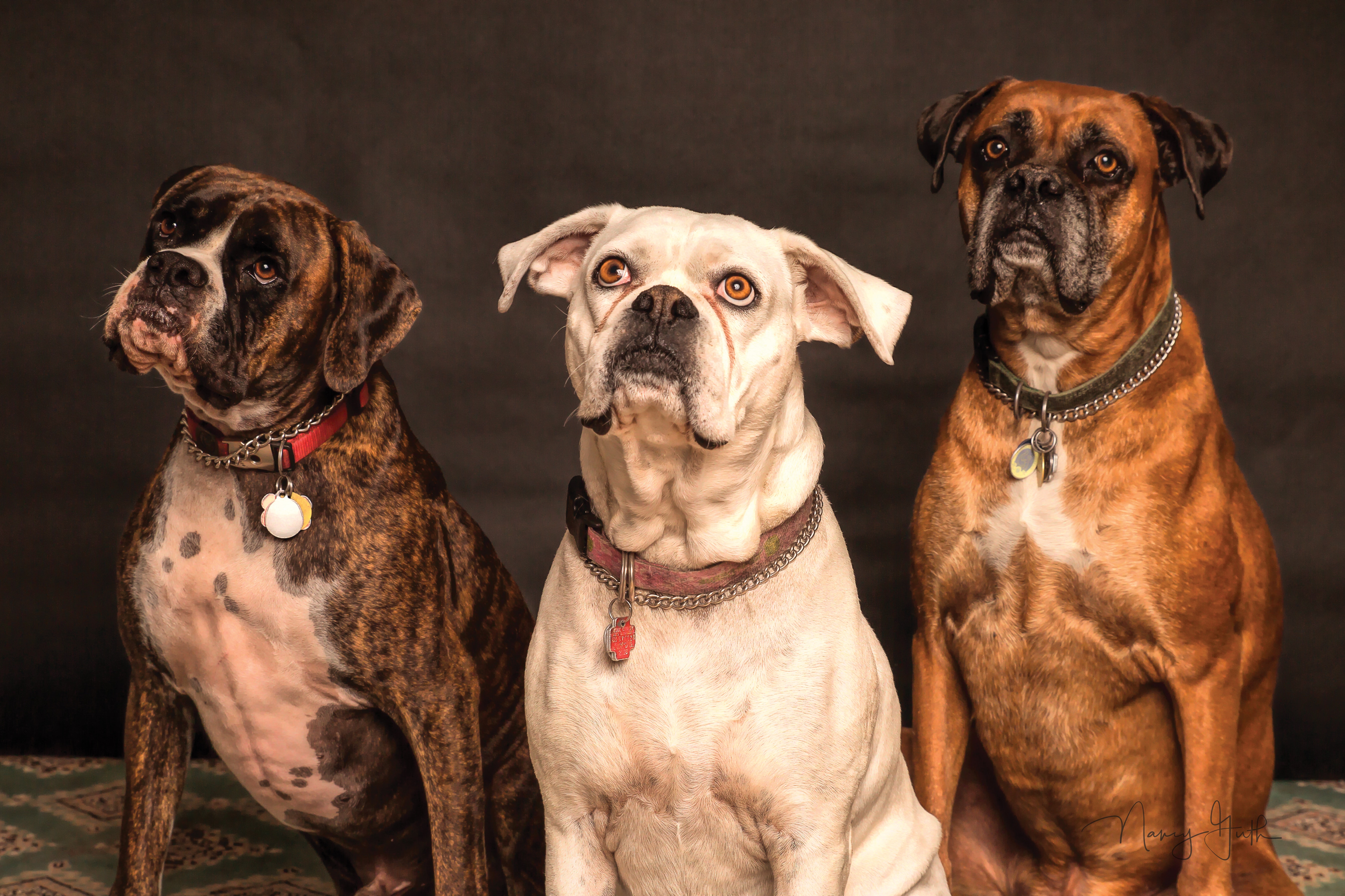 photography of three dogs looking up 850602_1_1